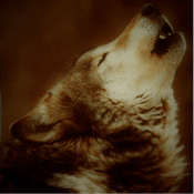 Rádio Big Dog College FM Radio