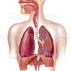 undefined Anatomia Descomplicada