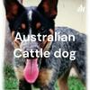 undefined Australian Cattle dog