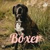 undefined Bóxer