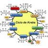 undefined Ciclo de Krebs-Indeliza Medina