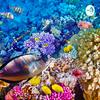 undefined Climate Change Affecting the Great Barrier Reef