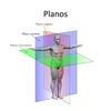 undefined Introdução À Anatomia