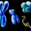undefined Mitose E Meiose