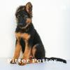 undefined Pitter Patter...: A Thinking-Person’s Guide to Letterkenny