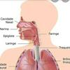 undefined Sistema Respiratorio