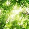 undefined Som da Natureza