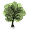 undefined Tree of Life