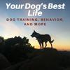 undefined Your Dog's Best Life