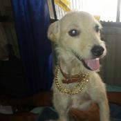 Podcast Adote Um Animalzinho