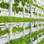 Podcast Agricultura Vertical