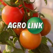 Podcast Agrolink News - Tomate