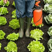 Podcast Agrotóxicos e os riscos de poluição do Meio Ambiente e da Saúde Humana.