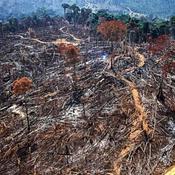 Podcast Amazônia em perigo