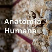 Podcast Anatomia Humana