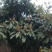 Podcast آرشی دیگر