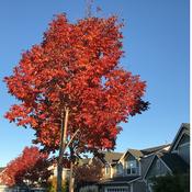 Podcast Arthur Family of Awesome