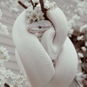 Podcast Beauty Snake Girl 🐍✨️🤍