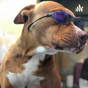 Podcast Bilogia Teste