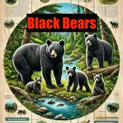 Podcast Black Bears