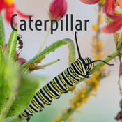 Podcast Caterpillar
