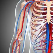 Podcast Cirurgia Vascular e Angiologia - CLÍNICA CIRÚRGICA