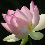 Podcast CONCIENCIA Y MEDITACIÓN