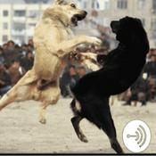 Podcast Dog fighting