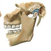 Podcast Fórum temático oclusão