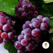 Podcast Grupo Marcos - Nova Geração - Apocalipse