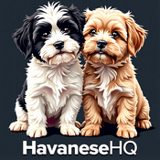 Podcast Havanese HQ | The Ultimate Guide for Owners and Enthusiasts