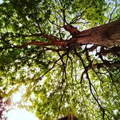 Podcast Educando a Alma…🌸