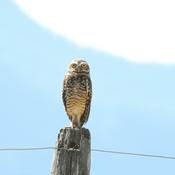 Podcast Leidy pedagoga