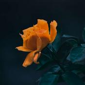 Podcast Miel de la Roca