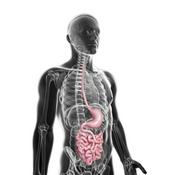 Podcast Nutrição e Modulação Intestinal