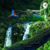 Podcast O Desmatamento da Amazônia