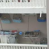 Podcast Passarinhos Nas Gaiolas Das Varandas Descascadas