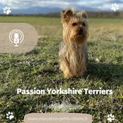 Podcast Oscar, Yorkshire Terrier blogueur