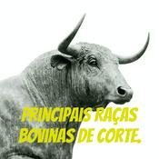 Podcast Principais Raças Bovinas de Corte.