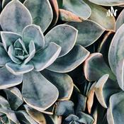 Podcast Realidade Da Vida