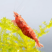 Podcast Shrimpies - 🦐