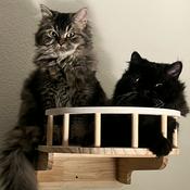 Podcast Tales Of My Two Cats Timmy And Talia