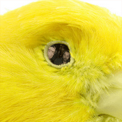 Podcast The Canary Brothers