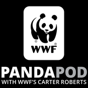 Podcast The Panda Pod