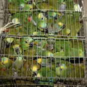 Podcast Tráfico De Animais