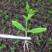 Podcast TSF - Terra Viva 2019 - Podcast