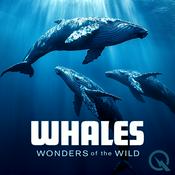 Podcast Whales