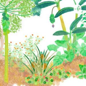 Agrofloresta e Biodiversidade