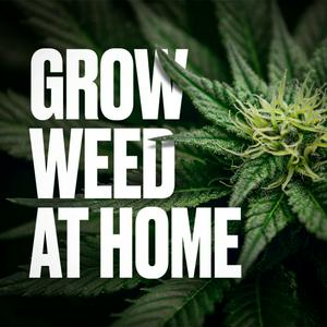 Grow Weed at Home