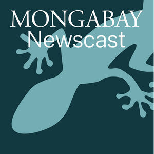 Ouça Mongabay Newscast na aplicação